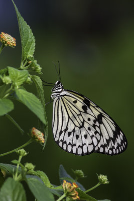 Grand Planeur / Rice Paper (Idea leuconoe)