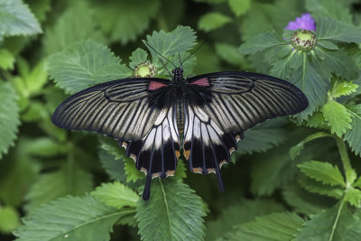 Porte-queue d'Asie / Asian Swallowtail (Papilio lowi)