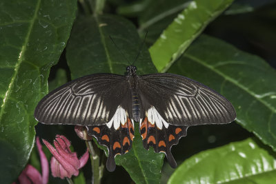 Voilier mormon / Common Mormon (Papilio polytes)