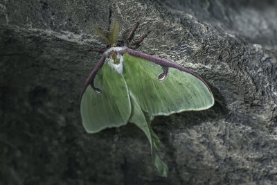 Papillon lune / Luna Moth (Actias luna)