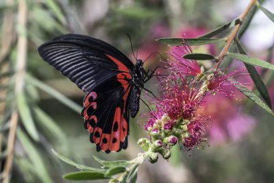 Porte-queue carlate / Scarlet Mormon (Papilio rumanzovia)