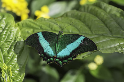 Machaon meraude / Emerald Swallowtail (Papilio palinurus)