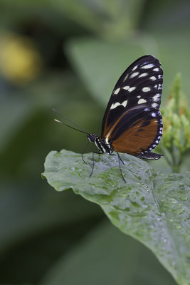 Hliconius hcale / Tiger Longwing (Heliconius hecale)