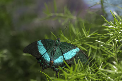 Machaon meraude / Emerald Swallowtail (Papilio palinurus)