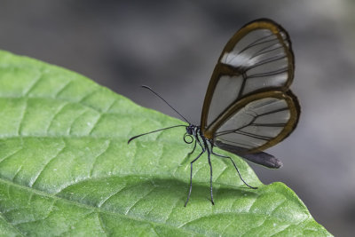 Fantme de la fort / Glasswing butterfly (Greta oto)
