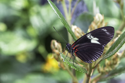 Laparus doris / Doris Longwing (Heliconius doris)