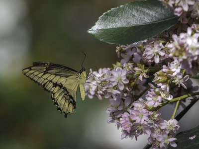 Papillon du cleri / Black Swallowtail (Papilio polyxenes)