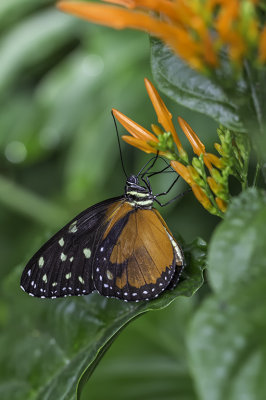 Papillon-tigre / Spotted Tiger Glasswing (Tithorea tarricina)