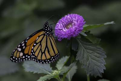 Monarque / Monarch (Danaus plexippus)