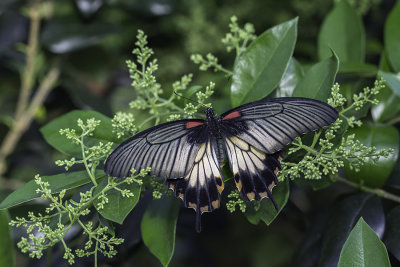 Porte-queue d'Asie / Asian Swallowtail (Papilio lowi)