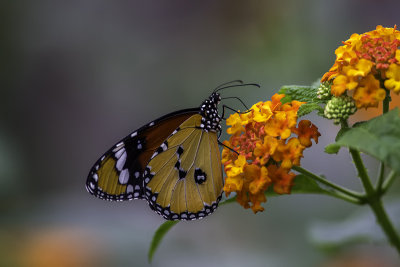 Petit monarque / African monarch (Danaus chrysippus)