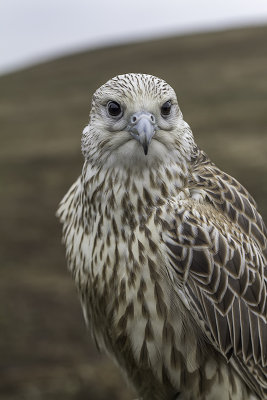 Faucon gerfaut / Gyrfalcon (Falco rusticolus)