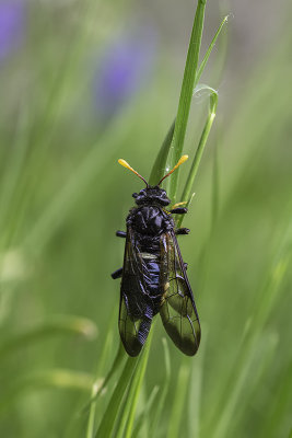 Tentrède de l'orme / Elm Sawfly (Cimbex americana)