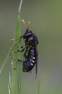 Tentrède de l'orme / Elm Sawfly (Cimbex americana)