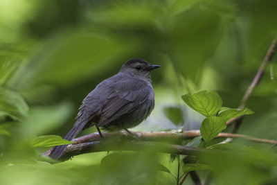 Moqueur chat /Gray Catbird (Dumetella carolinensis)