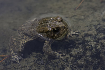 Crapaud d'Amrique / Eastern American Toad (Bufo americanus americanus)