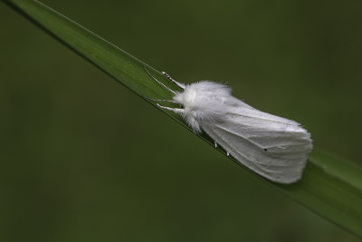 Diacrisie de Virginie / Yellow wollybear (Spilosoma virginica)