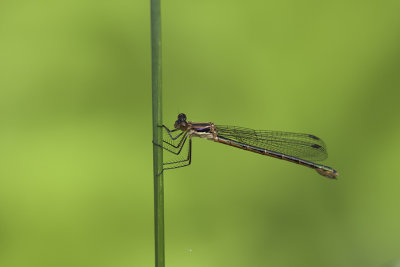 Leste dryade - Emerald spreadwing female (Lestes dryas)