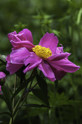 Pivoine de Chine / Chinese peony (Paeonia lactiflora)