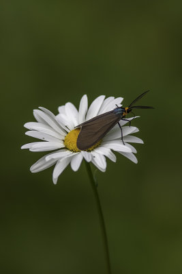 Ctnuche de Virginie / Virginian ctenucha (Ctenucha virginica)