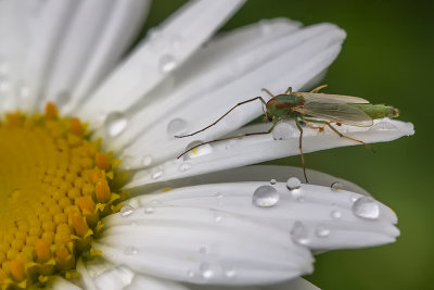 Chironome plumeux / Buzzer Midge female (Chironomus plumosus)