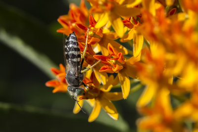 Guêpe fouisseuse / Sand wasp (Bicyrtes ventrales)