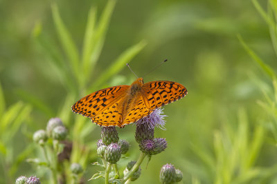 Argynne cybèle / Great Spangled Fritillary (Speyeria cybele)