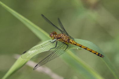 Symptrum sp. / Meadowhawk (Sympetrum)