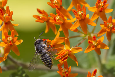 Mgachile ou abeille dcoupeuse / Leafcutter Bee (Megachile rotundata)