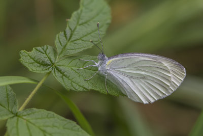Piéride des crucifères / Mustard White (Pieris oleracea)