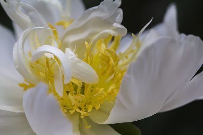 Pivoine / Peony (Paeonia)