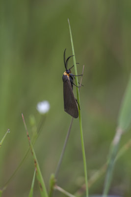 Cténuche de Virginie / Virginian ctenucha (Ctenucha virginica)