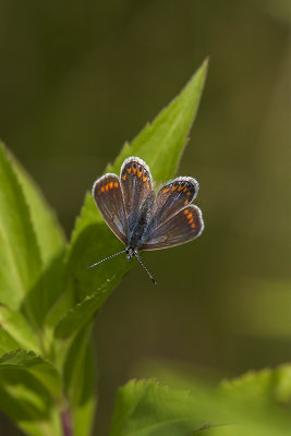 Argus bleu ou azur commun / Common blue female (Polyommatus icarus)