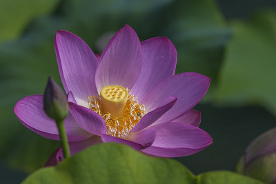 Lotus d'Orient / Lotus Flower (Nelumbo nucifera)