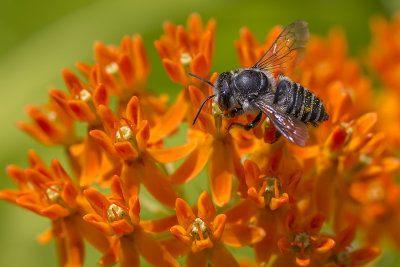 Mgachile ou abeille dcoupeuse / Leafcutter Bee (Megachile rotundata)