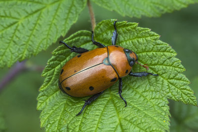 Scarabe ponctu de la vigne / Spotted grappe beetle (Pelidnota punctata)