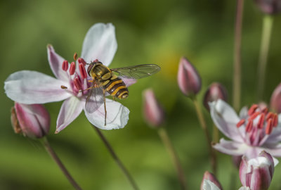 Syrphe / Hoverfly