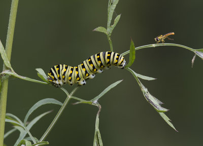 Papillon du cleri / Black Swallowtail caterpillar (Papilio polyxenes)