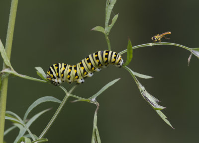 Papillon du céleri / Black Swallowtail caterpillar (Papilio polyxenes)