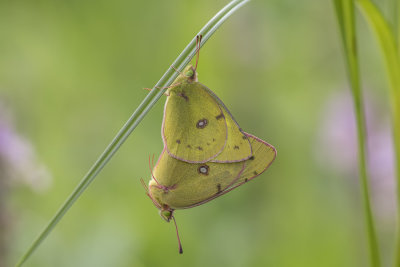 Coliade du trèfle / Clouded Sulphur (Colias philodice)