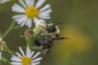 Bourdon tricolore / Tricoloured Bumble Bee (Bombus ternarius)