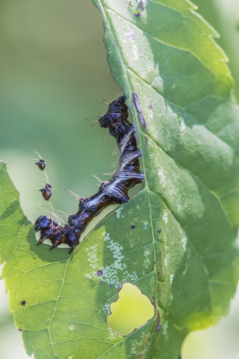 Chenille / Harris's Three Spot caterpillar (Harrisimemna trisigmata)
