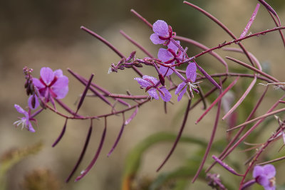 pilobe  feuilles troites / Fireweed (Chamerion augustifolium)