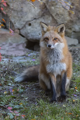 Renard roux / Red Fox (Vulpes vulpes)