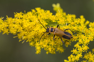 Cantharide de Pennsylvanie / Pennsylvania leatherwing (Chauliognathus pensylvanicus)