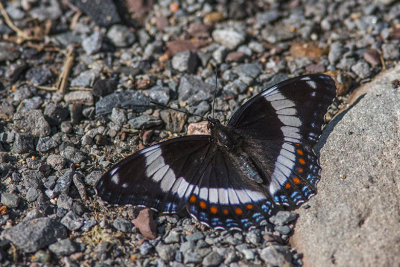 Amiral / White Admiral (Limenitis arthemis)