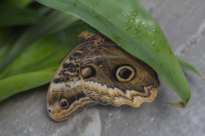 Papillon chouette / Atreus Owl (Caligo atreus)