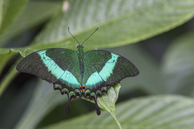 Machaon meraude / Banded Peacock (Papilio palinurus)