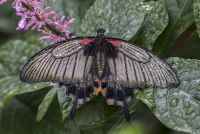 Grand mormon / Great Mormon (Papilio memnon)