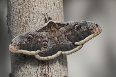 Grand Paon de nuit / Great Peacock Moth (Saturnia pyri)